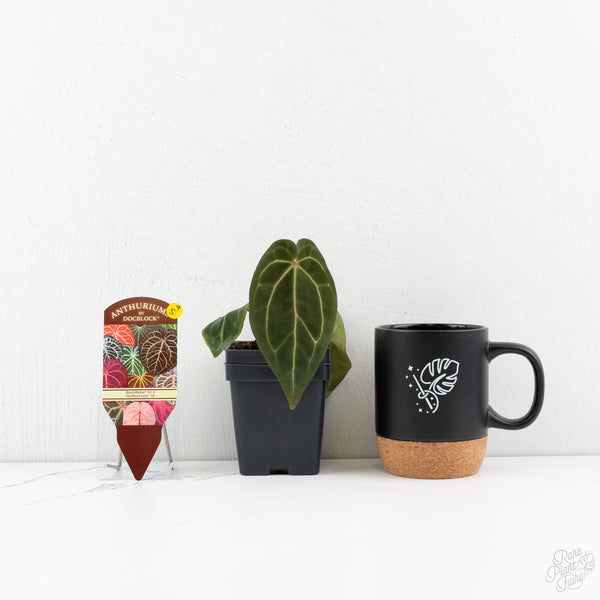 Anthurium Black Widow '43' x Zara '14' by DocBlock® (wk9-S)