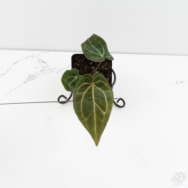 Anthurium Black Widow '43' x Zara '14' by DocBlock® (wk9-S)