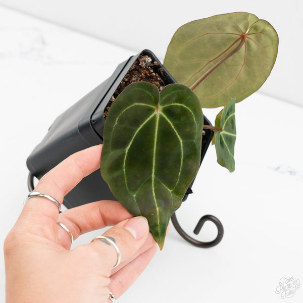 Anthurium Black Widow '43' x Zara '14' by DocBlock® (wk9-S)