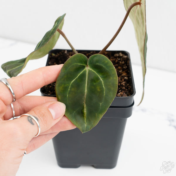 Anthurium Black Widow '43' x Zara '14' by DocBlock® (wk9-S)