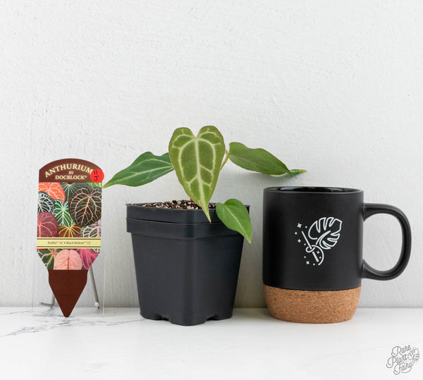 Anthurium Briëlle '16' x Black Widow '13' by DocBlock® (wk11-J)