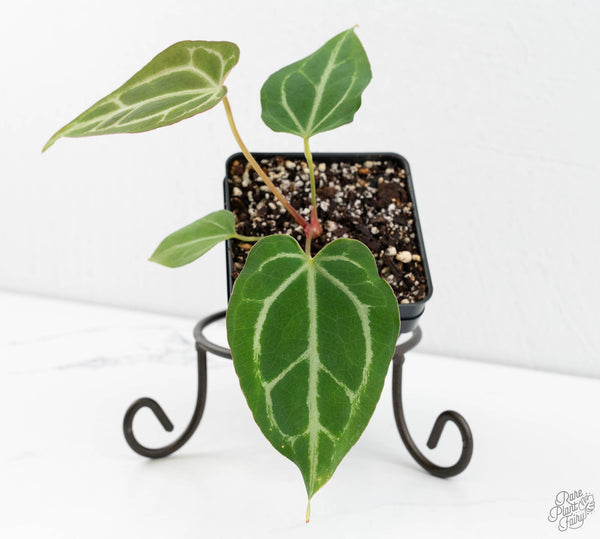 Anthurium Briëlle '16' x Black Widow '13' by DocBlock® (wk11-J)