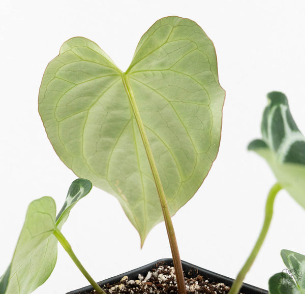 Anthurium Briëlle '16' x Black Widow '13' by DocBlock® (wk11-S)