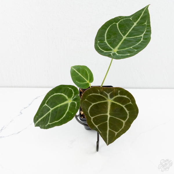 Anthurium Brown Derby '39' x Brown Derby '39' by DocBlock® (wk10-J)