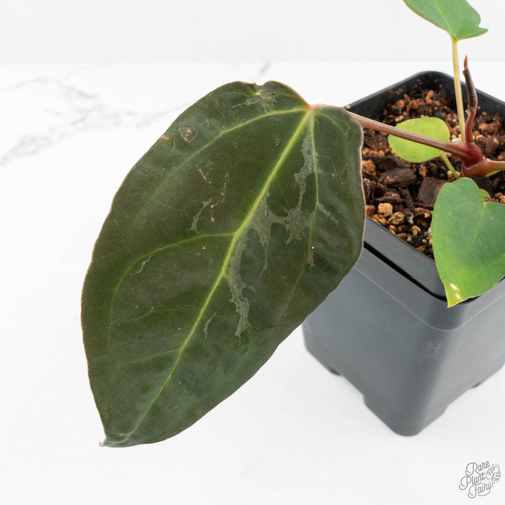 anthurium rc Anthurium NSE Red Crystal x Antolakii *Growers Choice*