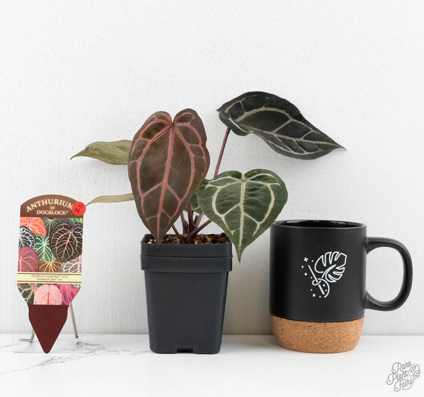 Anthurium Crystal Red '12' x Zara '14' by DocBlock® (wk11-M)