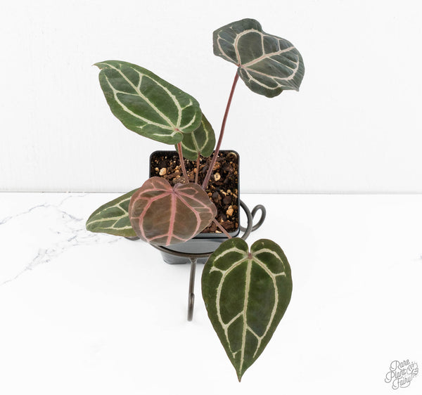 Anthurium Crystal Red '12' x Zara '14' by DocBlock® (wk11-M)