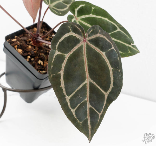 Anthurium Crystal Red '12' x Zara '14' by DocBlock® (wk11-M)