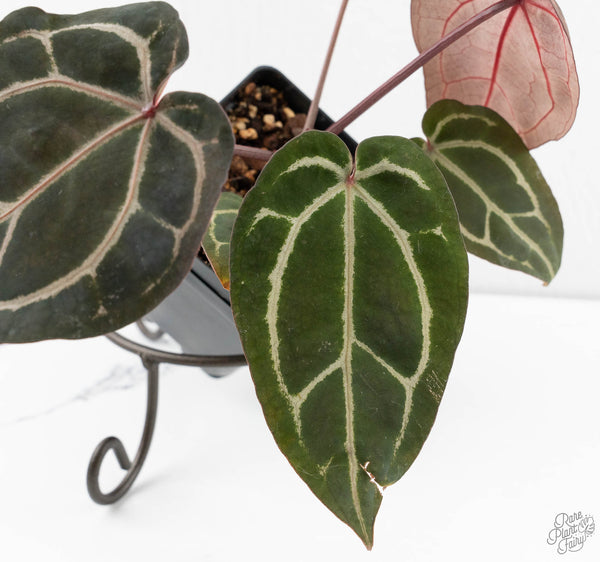 Anthurium Crystal Red '12' x Zara '14' by DocBlock® (wk11-M)