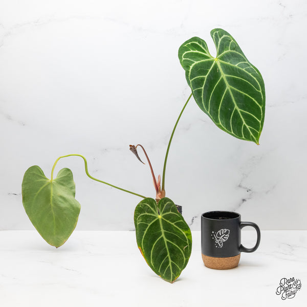 Anthurium Crystallinum Variegated (wk49-UL)