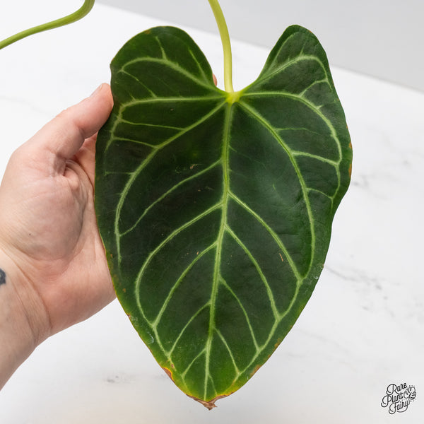 Anthurium Crystallinum Variegated (wk49-UL)