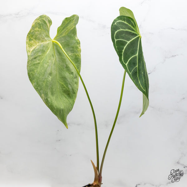 Anthurium Crystallinum Variegated (wk49-UM)