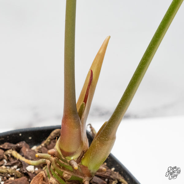 Anthurium Crystallinum Variegated (wk49-UM)