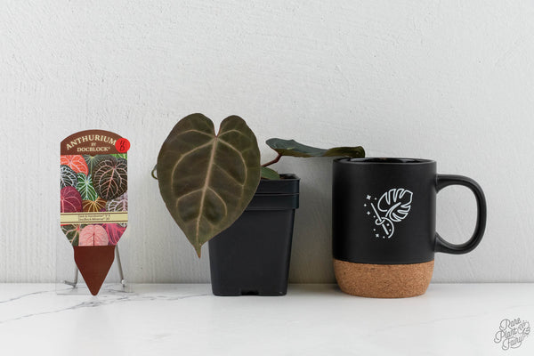 Anthurium Dark & Handsome '9' x Minerva '20' by DocBlock® (wk11-D)