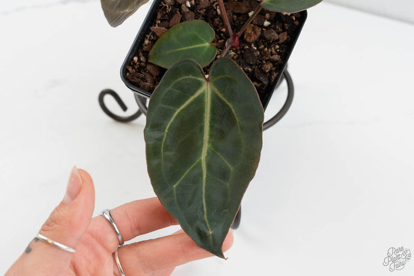 Anthurium Dark & Handsome '9' x Minerva '20' by DocBlock® (wk11-D)