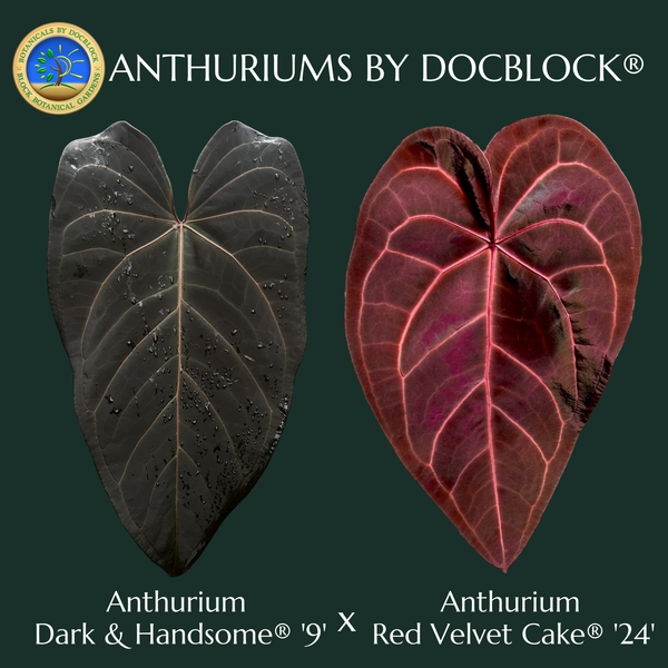 Anthurium Red Velvet Cake '24' x Dark & Handsome '9' by DocBlock® (wk5-B)