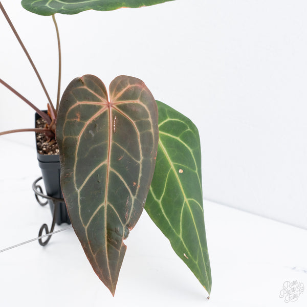 Anthurium Dark and Handsome '9' x Red Velvet Cake '24' by DocBlock® (wk10-E)