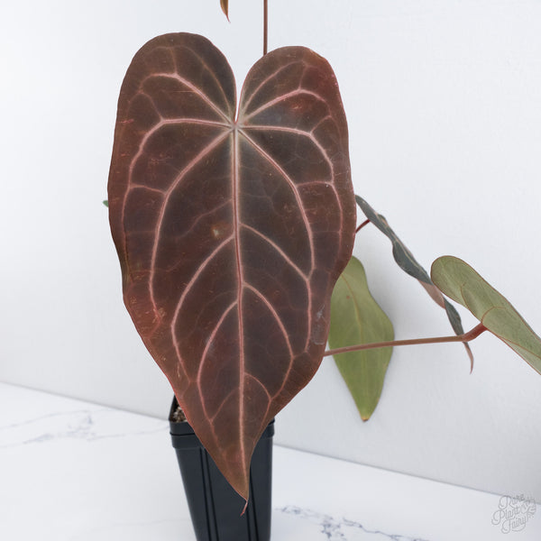 Anthurium Dark and Handsome '9' x Red Velvet Cake '24' by DocBlock® (wk10-E)