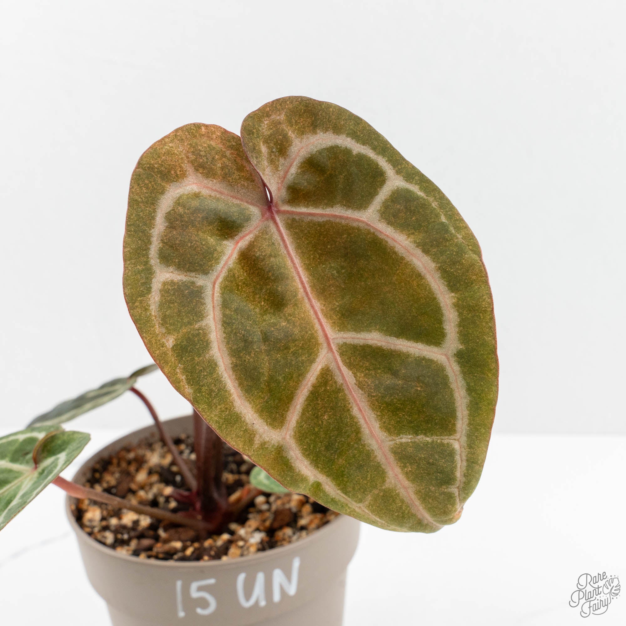 アクタス Alocasia 'Black Velvet Ninja' Pink Variegated (wk15-UW) – Rare