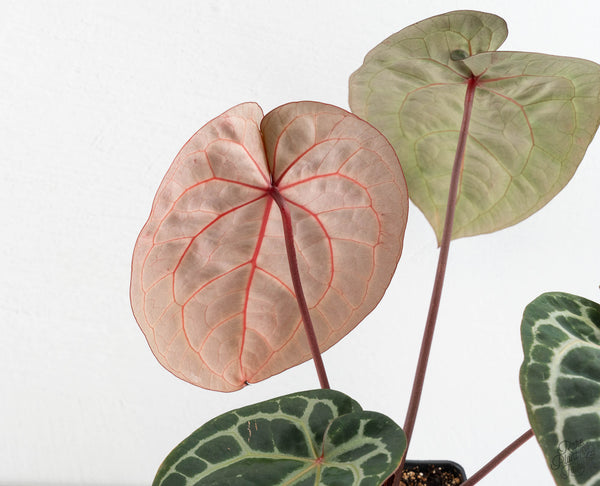 Anthurium Zara '33' x Zara '29' by DocBlock® (wk11-I)