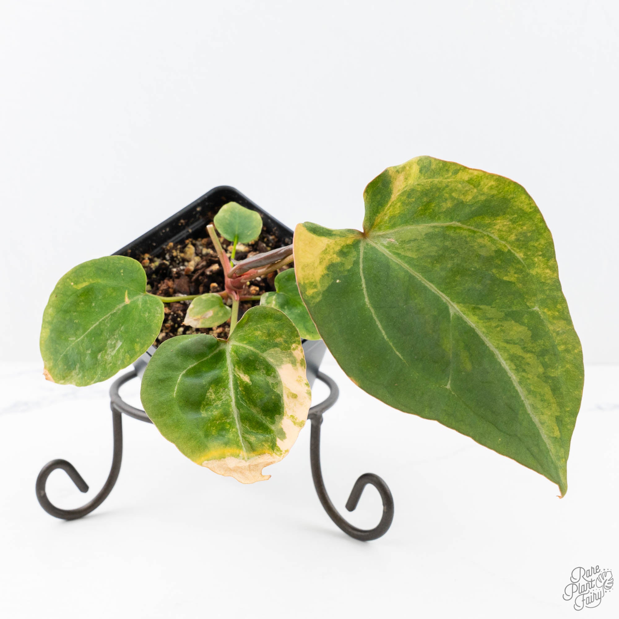anthurium forgetii humidity Anthurium 'Forgetii' variegated (wk21-UM) – Rare Plant Fairy