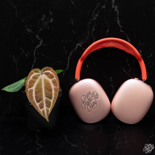 Anthurium Magnificent Dark '49' x Zara '29' by DocBlock® *Grower's choice*