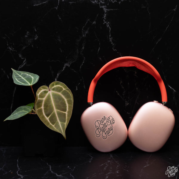 Anthurium Thor's Lightning '51' x Red Crystal '12' by DocBlock® *Grower's choice*