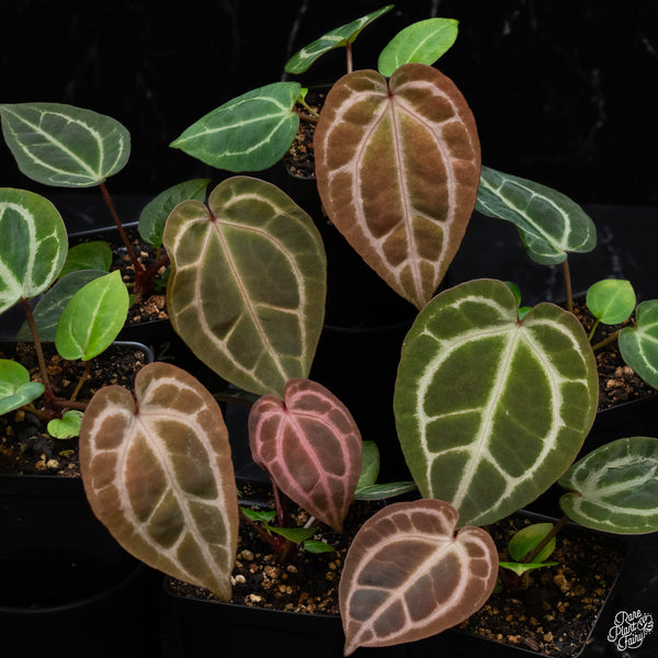 Anthurium Thor's Lightning '51' x Red Crystal '12' by DocBlock® *Grower's choice*