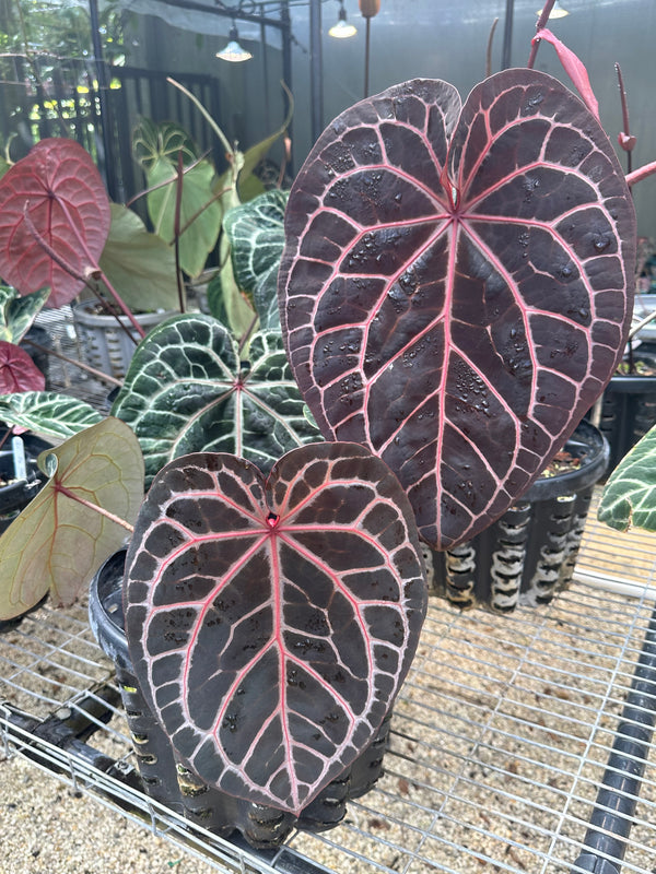 Anthurium Red Velvet Cake '24' x Home, Sweet Home '32' by DocBlock® *Grower's choice*