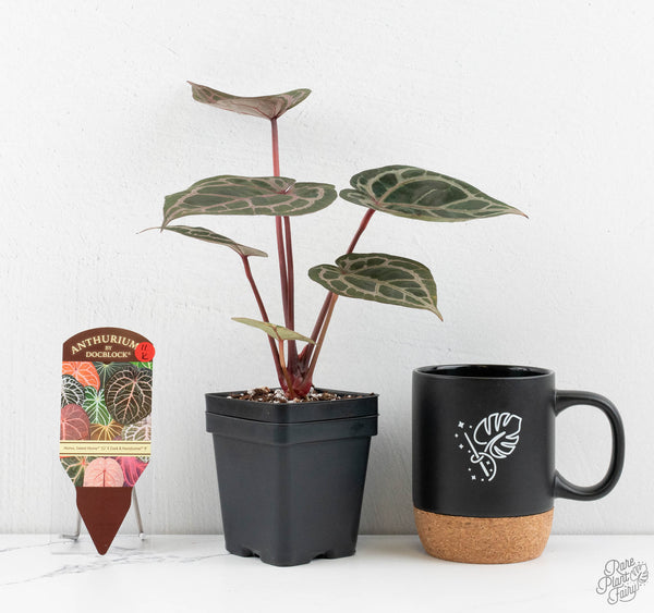 Anthurium Home, Sweet Home '32' x Dark & Handsome '9' by DocBlock® (wk11-K)