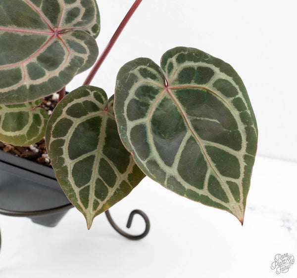 Anthurium Home, Sweet Home '32' x Dark & Handsome '9' by DocBlock® (wk11-K)