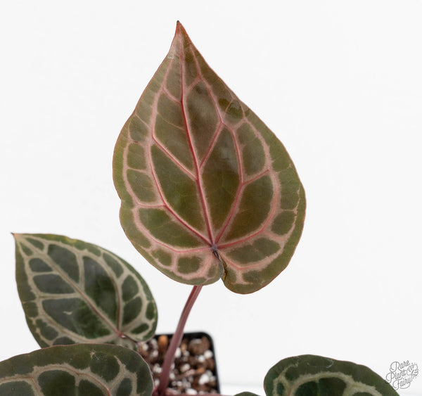 Anthurium Home, Sweet Home '32' x Dark & Handsome '9' by DocBlock® (wk11-K)