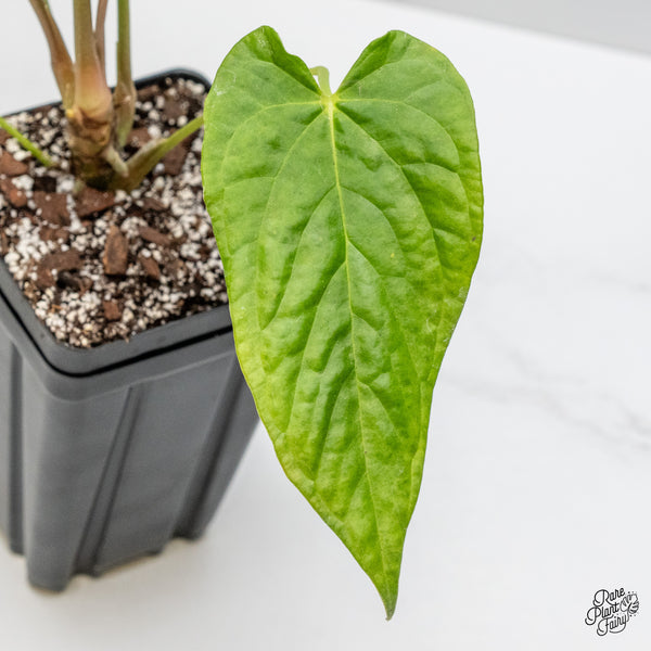 Anthurium Papillilaminum x Rugulosum ('Canal Queen') by Jay Vannini (wk46-S)