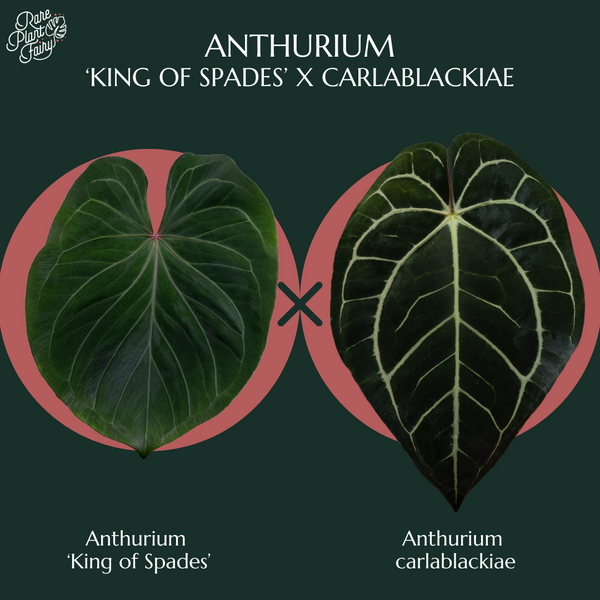 Anthurium 'King of Spades' x carlablackiae *Grower's Choice*
