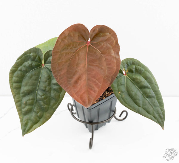 Anthurium 'Luxurians' x ('Zara' x 'Michelle') by DocBlock® (wk11-U)