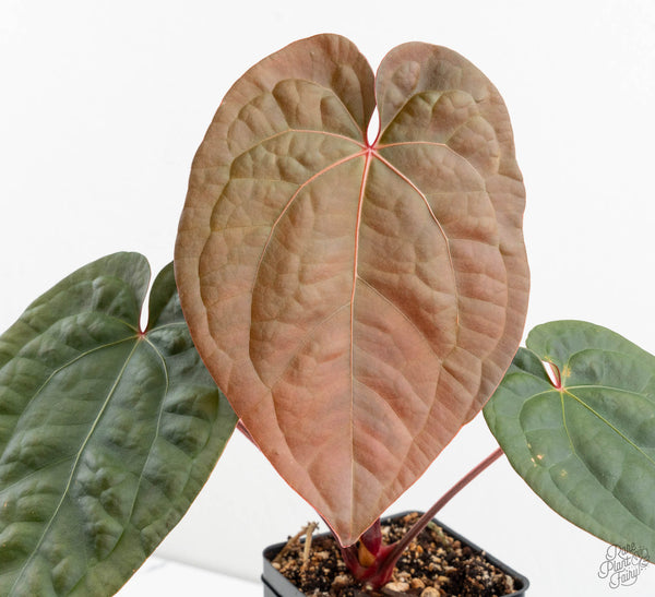 Anthurium 'Luxurians' x ('Zara' x 'Michelle') by DocBlock® (wk11-U)