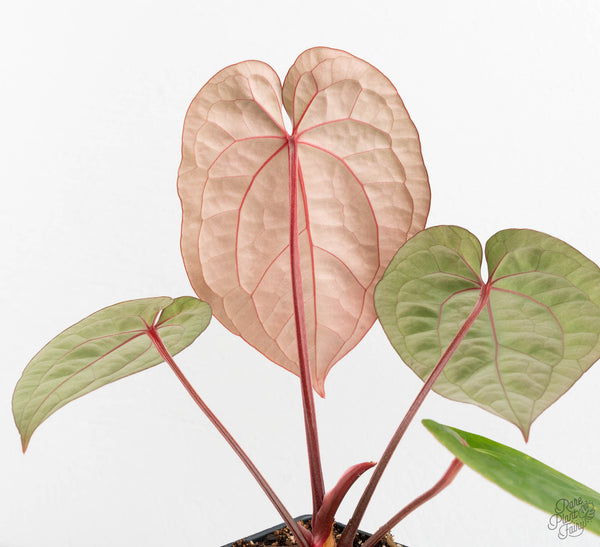 Anthurium 'Luxurians' x ('Zara' x 'Michelle') by DocBlock® (wk11-U)