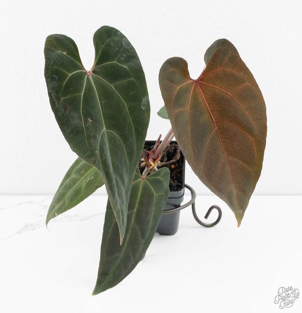 Anthurium Lynette '18' x Dark & Handsome '9' by DocBlock® (wk11-P)