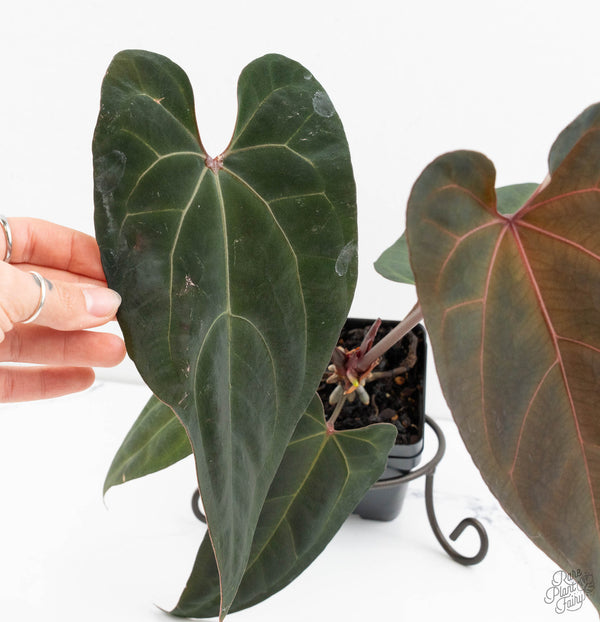 Anthurium Lynette '18' x Dark & Handsome '9' by DocBlock® (wk11-P)