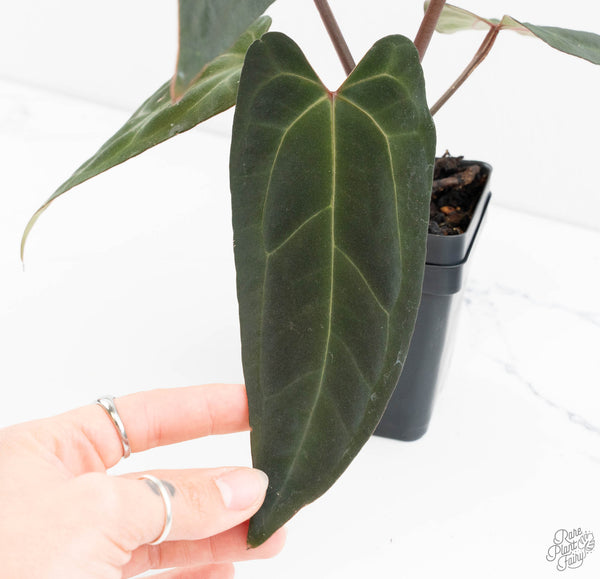 Anthurium Lynette '18' x Dark & Handsome '9' by DocBlock® (wk11-P)