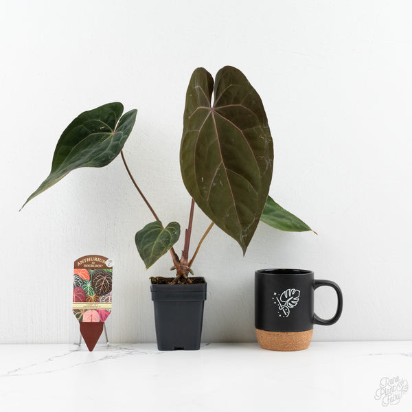 Anthurium Lynette '18' x Dark & Handsome '9' by DocBlock® (wk10-C)