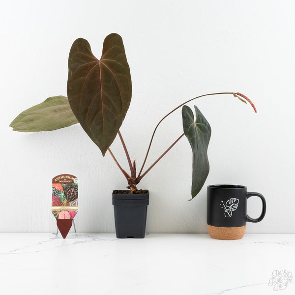 Anthurium Lynette '18' x Dark & Handsome '9' by DocBlock® (wk10-D)