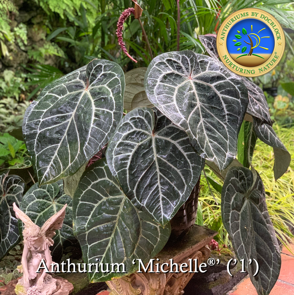 Anthurium Red Crystal '12' x Michelle '1' by DocBlock® *Grower's choice*