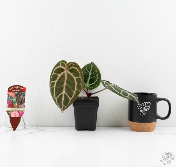 Anthurium Michelle '10' x Home, Sweet Home '32' by DocBlock® (wk11-H)