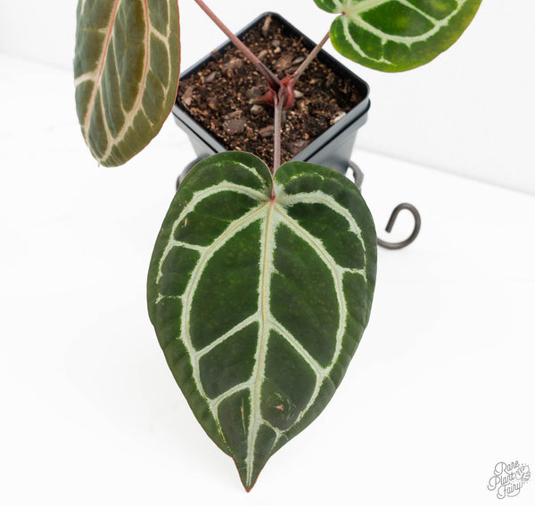 Anthurium Michelle '10' x Home, Sweet Home '32' by DocBlock® (wk11-H)