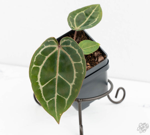 Anthurium Michelle '10' x Home, Sweet Home '32' by DocBlock® (wk11-L)