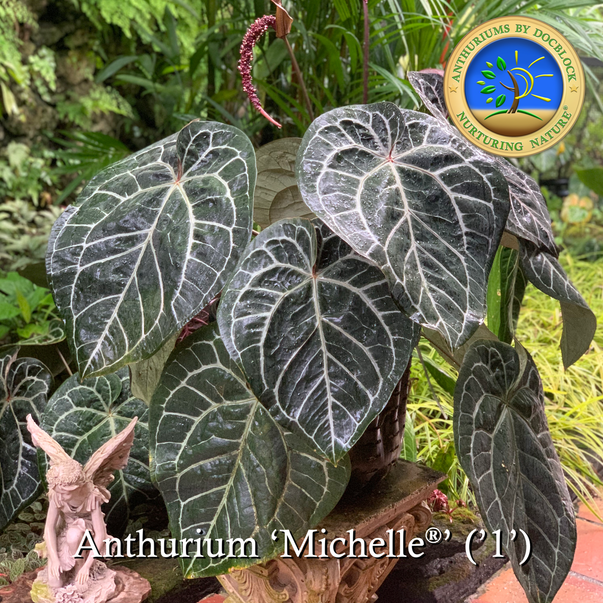 その他観葉植物 Anthurium rubrinervium velvet Anthurium Blue Papillilaminum x Velvet Cobra | Selawase Aroid