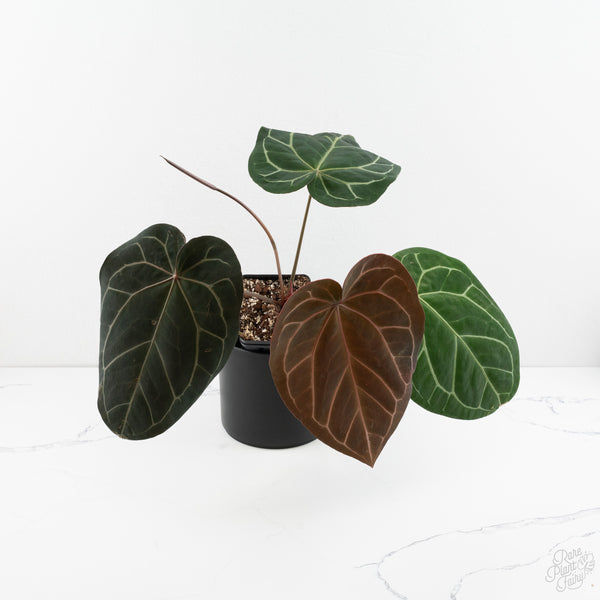 Anthurium Michelle '1' x Purple Rain '27' by DocBlock® (wk9-B)