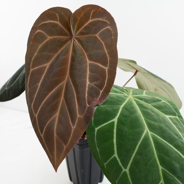 Anthurium Michelle '1' x Purple Rain '27' by DocBlock® (wk9-B)