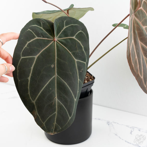 Anthurium Michelle '1' x Purple Rain '27' by DocBlock® (wk9-B)